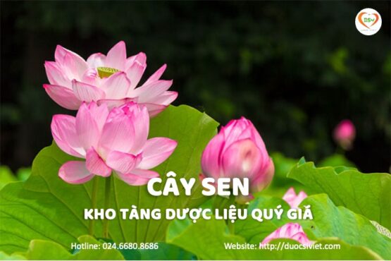 Lá sen và những công dụng quý với sức khoẻ