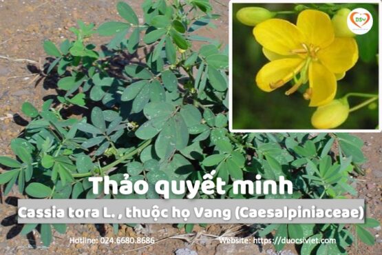 Thảo quyết minh – Chống oxy hoá, giúp mắt sáng khoẻ