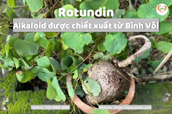 Rotundin – Chiết xuất bình vôi giúp an thần, ngủ ngon