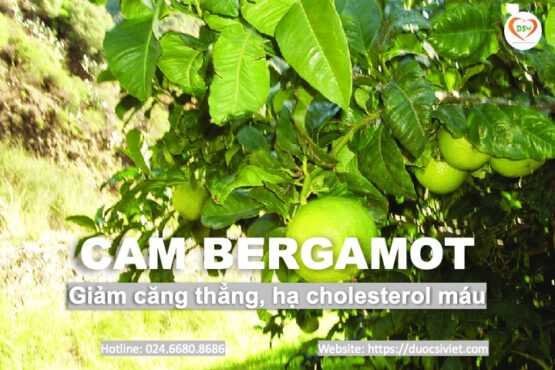 Cam bergamot giảm căng thẳng, hạ cholesterol máu