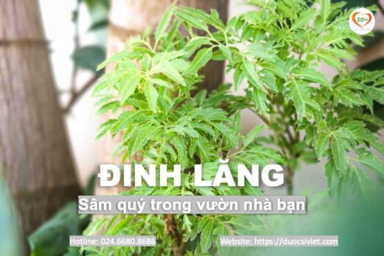 Đinh lăng – Sâm quý trong vườn nhà bạn