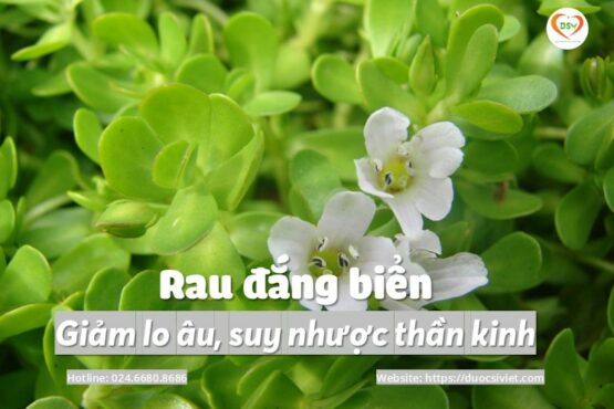 Rau đắng biển – giảm lo âu, suy nhược thần kinh