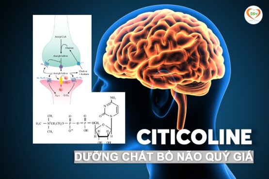 Citicoline “dưỡng chất” bổ não quý giá