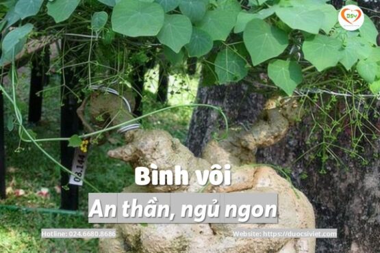 Bình vôi – Dược liệu quý giúp ngủ ngon, ngủ sâu giấc