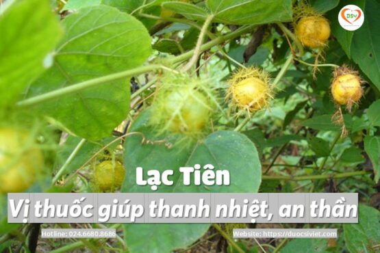 Lạc tiên – vị thuốc giúp thanh nhiệt, an thần