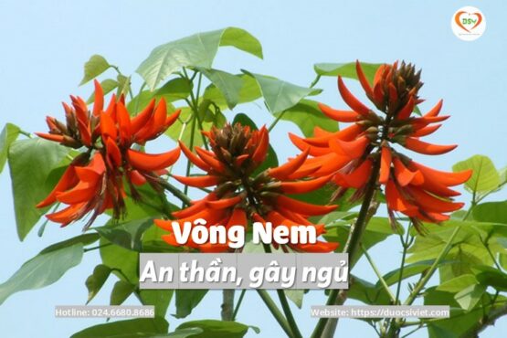 Vông nem – Dược liệu quý giúp an thần, gây ngủ