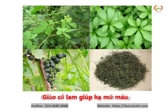 Giảo cổ lam giúp hạ mỡ máu