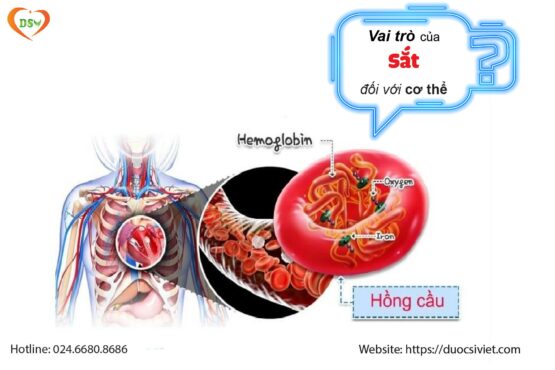 Vai trò của sắt trong cơ thể