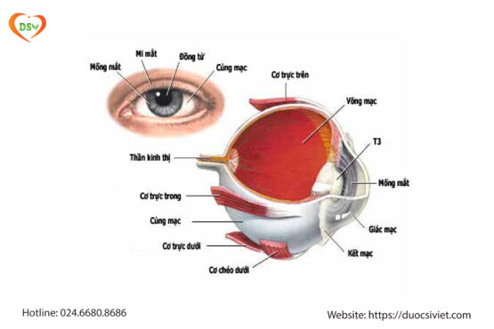 Đừng để mắt “kêu cứu”: Tầm quan trọng của việc dưỡng ẩm mắt mỗi ngày.