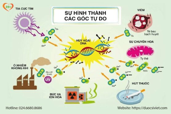 Top 7 Thực Phẩm Giàu Chất Chống Oxy Hóa Tốt Nhất Cho Sức Khỏe