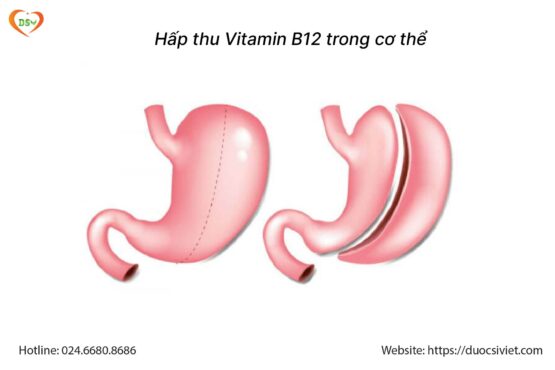 Top 10+ Thực Phẩm Giàu Vitamin B12 Tốt Cho Cơ Thể Top 10+ Thực Phẩm Giàu Vitamin B12 Tốt Cho Cơ Thể