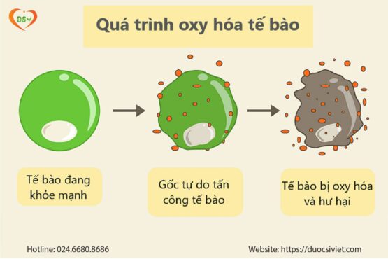 Quá Trình Oxy Hóa Trong Cơ Thể: Cơ Chế, Tác Hại Và Cách Phòng Ngừa